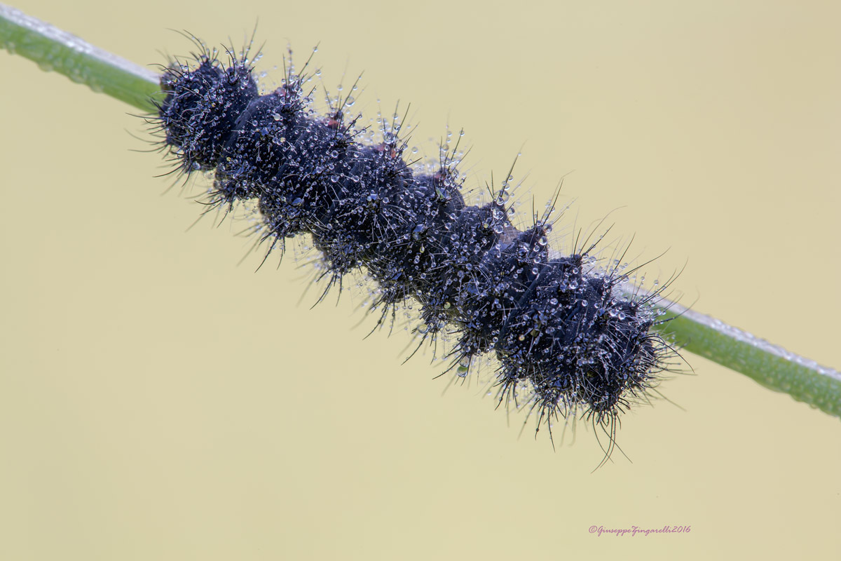 Saturnia (Eudia) pavoniella